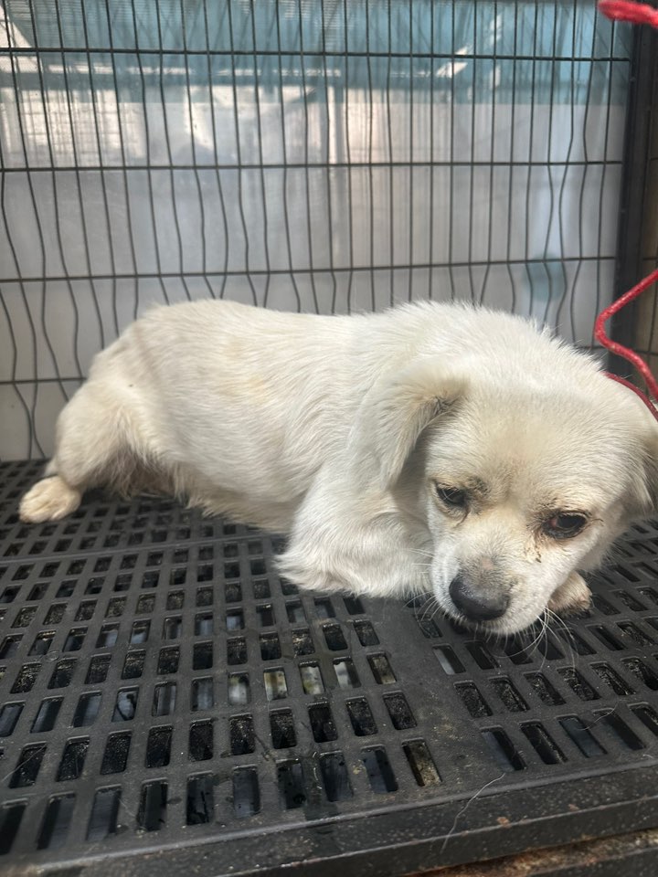 신공항동물병원_428349202500958